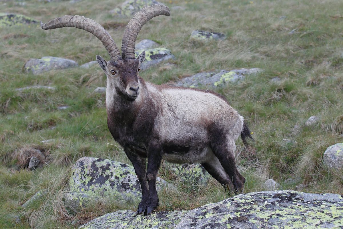 o-unico-animal-extinto-ja-ressuscitado-capa Animais Extintos que a Tecnologia Está Trazendo de Volta Ciência Tecnologia